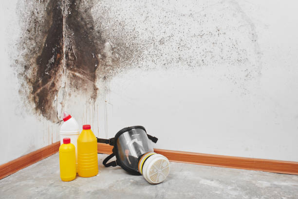 Best Certified Mold Removal  in Woodlawn, VA