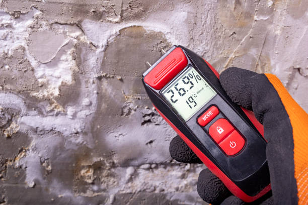 Best Local Mold Removal Service  in Woodlawn, VA