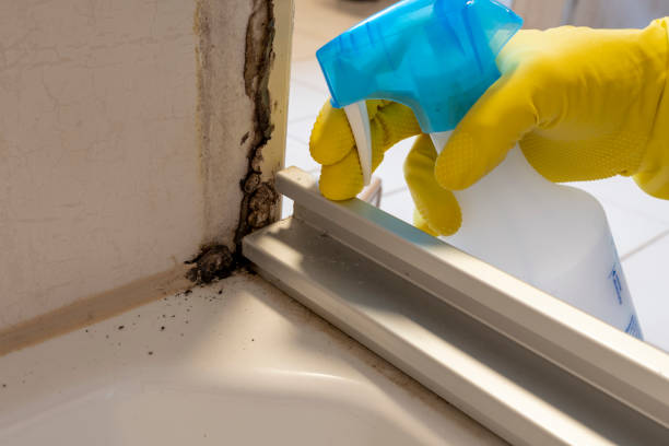 Best Mold Remediation  in Woodlawn, VA