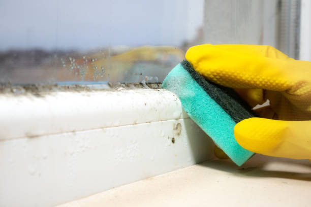 Best Fast Mold Removal  in Woodlawn, VA