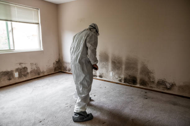 Best Mold Remediation  in Woodlawn, VA