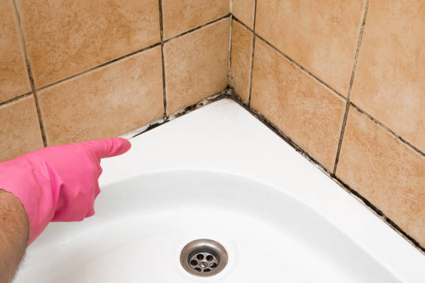 Professional Mold Removal in Woodlawn, VA